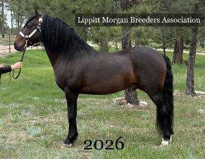 Lippitt Morgan Breeders Assoc 2026 Calendar