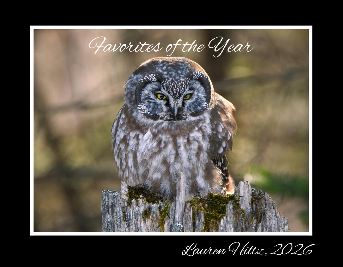 Favorites of the Year, 2026 Calendar