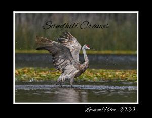 Sandhill Cranes By Lauren Hiltz
