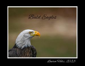 Bald Eagles By Lauren Hiltz