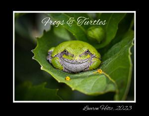 Frogs & Turtles By Lauren Hiltz
