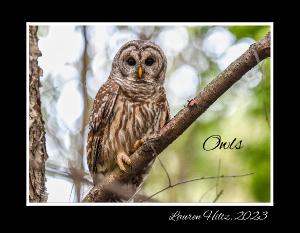 Owls By Lauren Hiltz