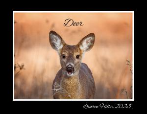Deer By Lauren Hiltz