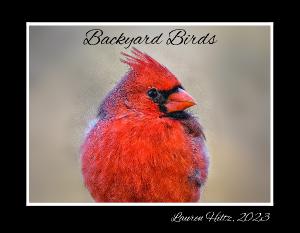 Backyard Birds By Lauren Hiltz