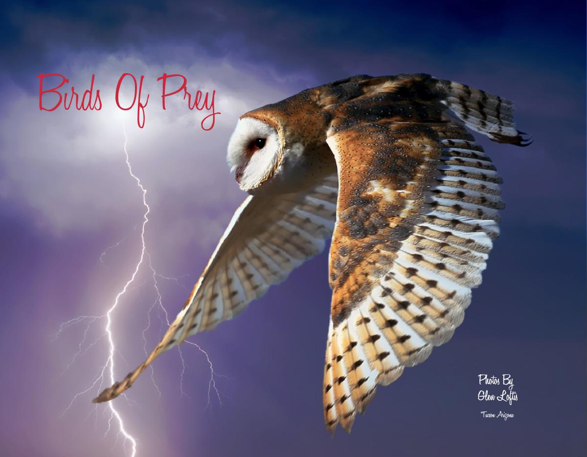 Birds Of Prey