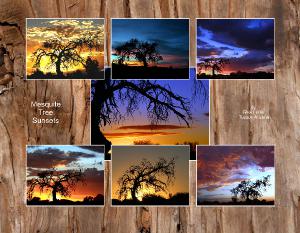 Arizona Mesquite Tree Sunset