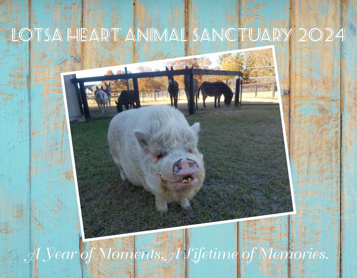 Lotsa Heart Animal Sanctuary 2024 Calendar