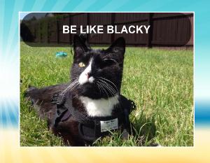 Be Like Blacky