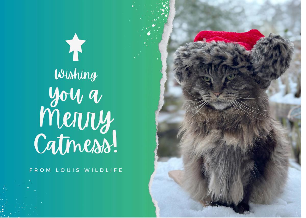 Louis Christmas Greeting Card