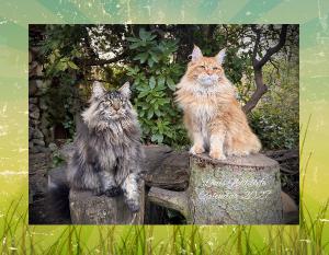 Louiswildlife Calendar 2027