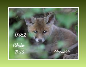 Foxes Calendar 2023
