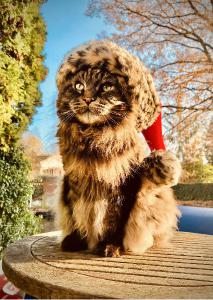 Louis Christmas Card - Blue Sky