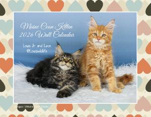 Maine Coon Kitten 2026 Wall Calendar