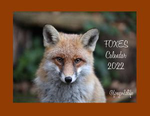 Foxes Calendar 2022