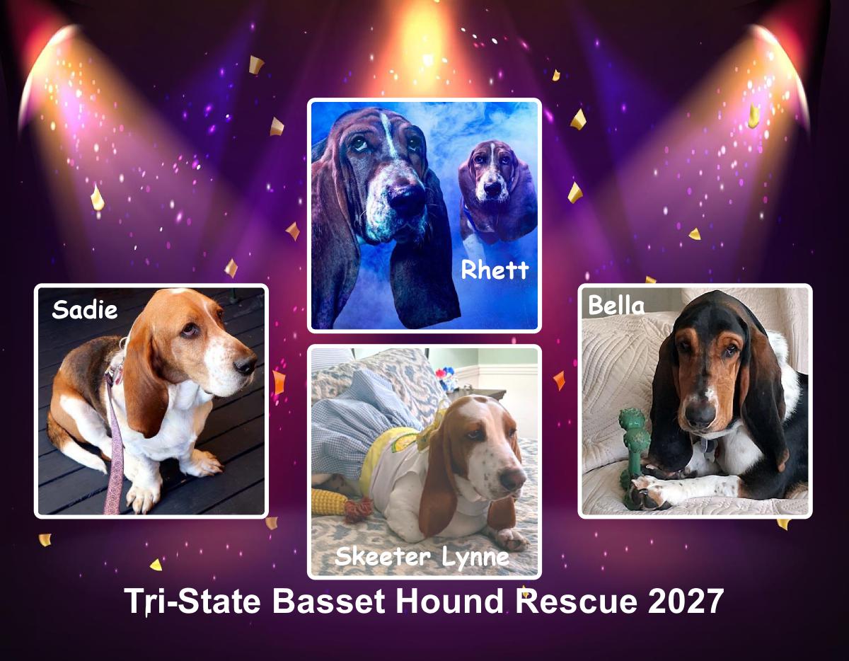 Basset Hound Calendar