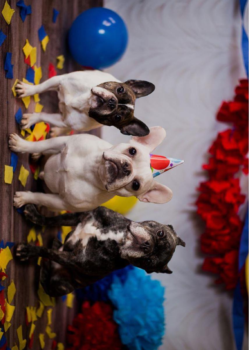 Frenchie Birthday Card