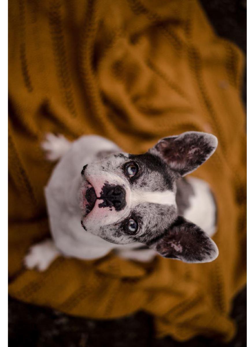 Frenchie Card