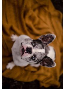 Frenchie Card