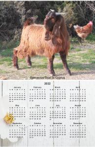 Young Damascus Goat Poster Calendar