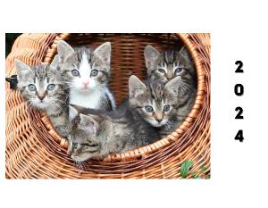 Funny Cats Calendar