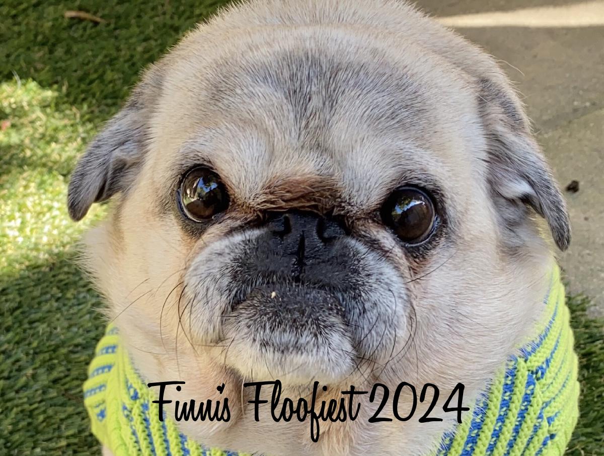 Finni's Floofiest 2024