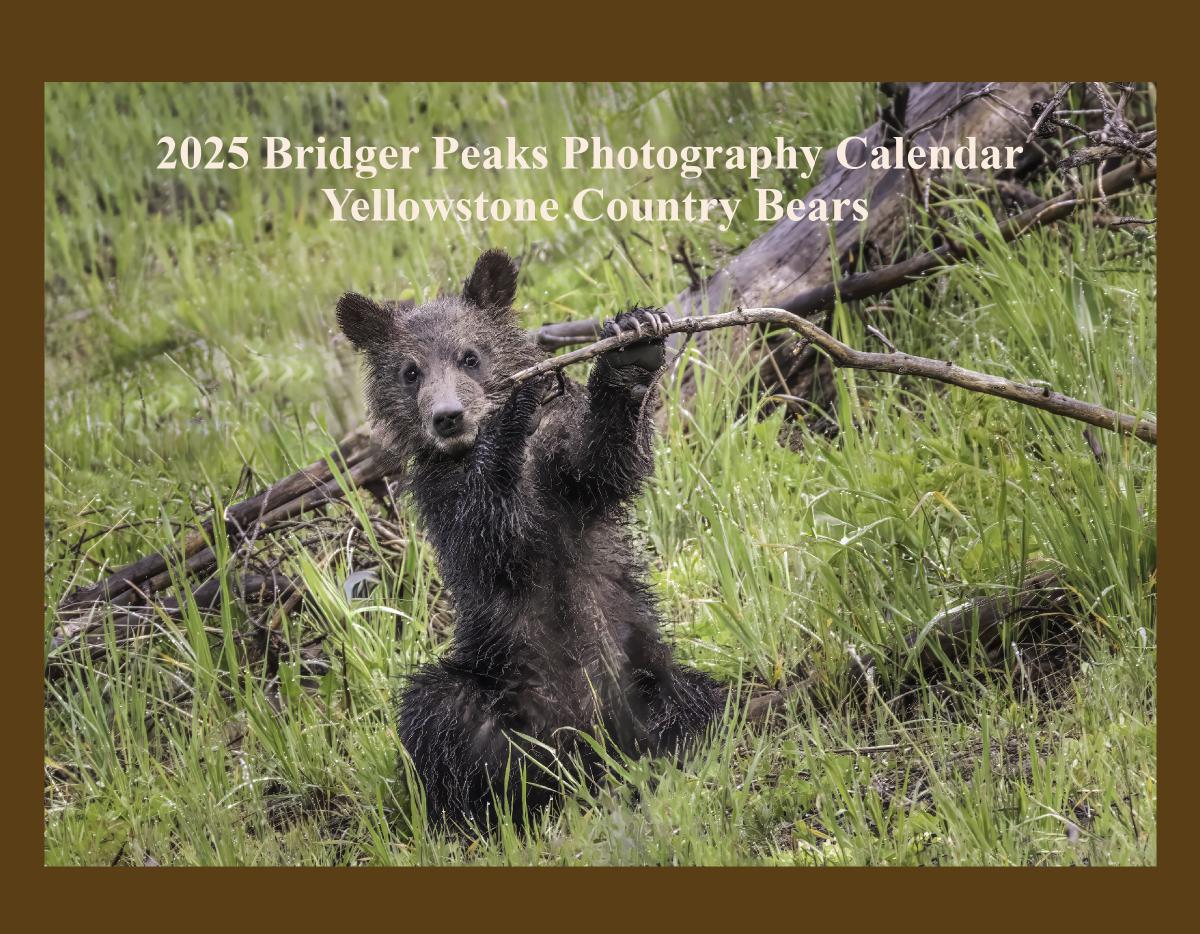 2024 Yellowstone Country Bears Calendar