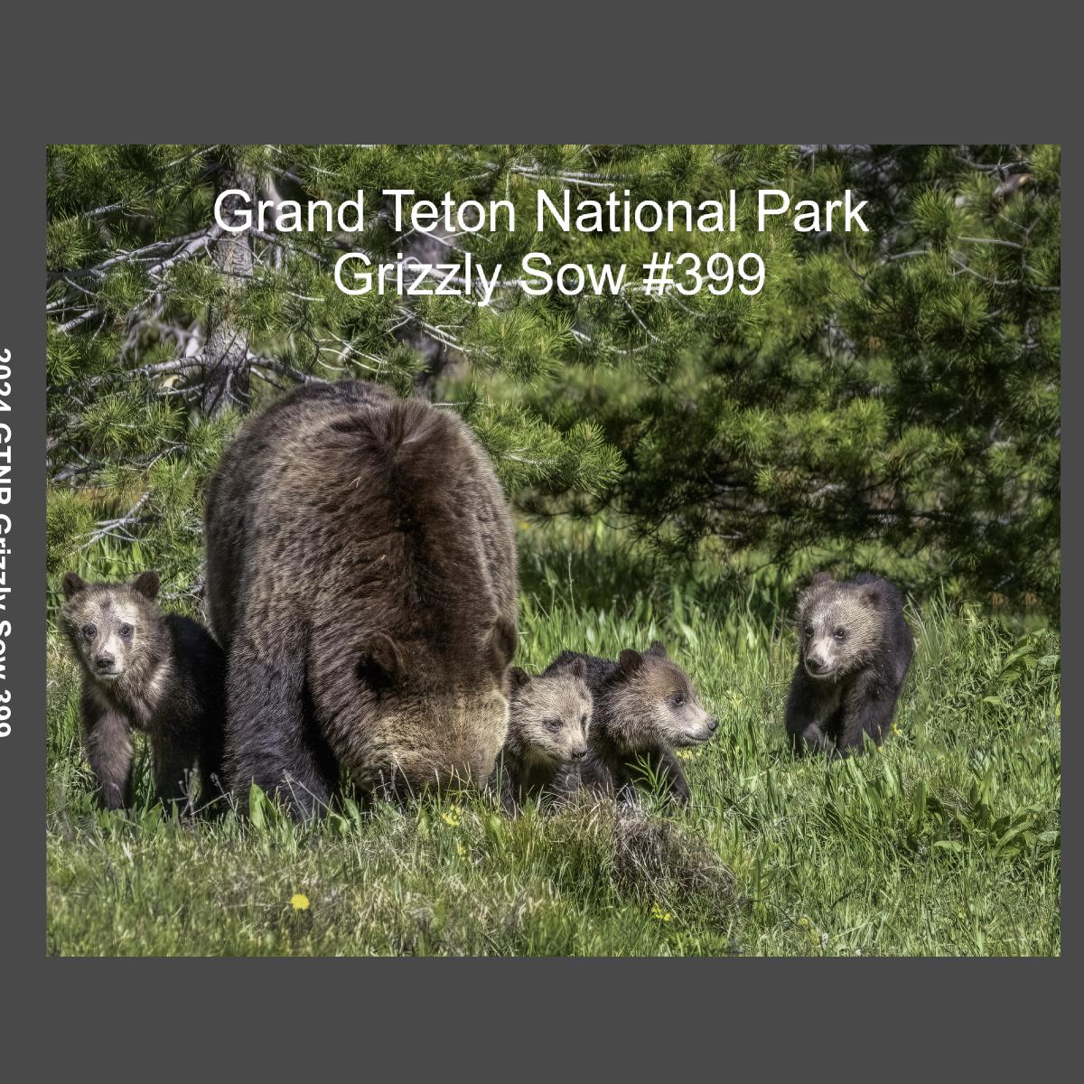 2024 GTNP Grizzly bear #399 and her cubs