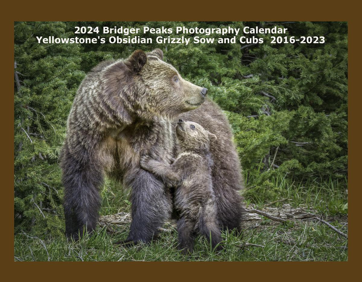 2024 Yellowstone's Obsidian Sow and Cub 2016-2022