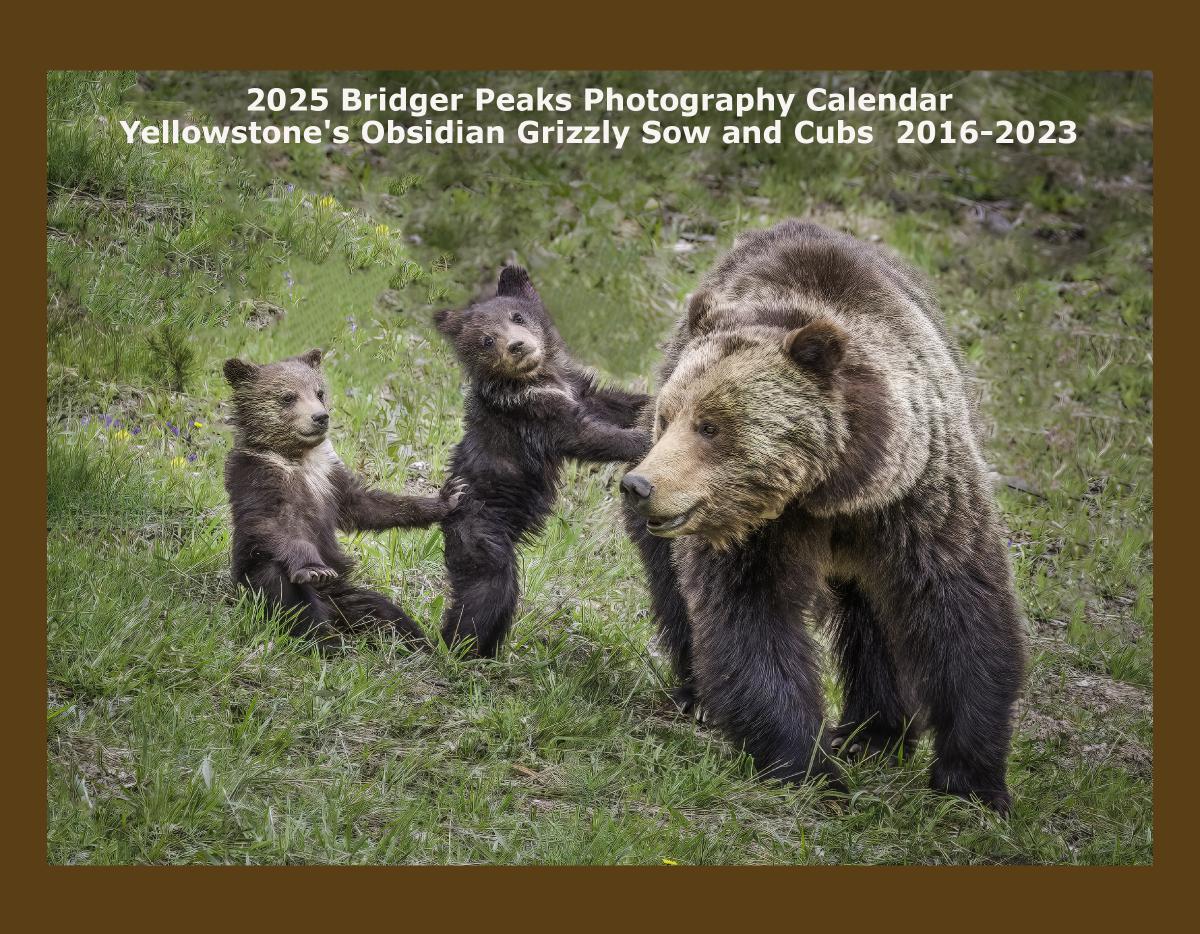 2024 Yellowstone's Obsidian Sow and Cub 2016-2022