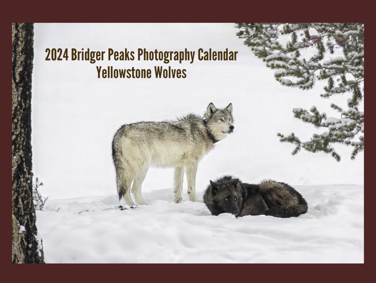 2024 Yellowstone Wolves Calendar
