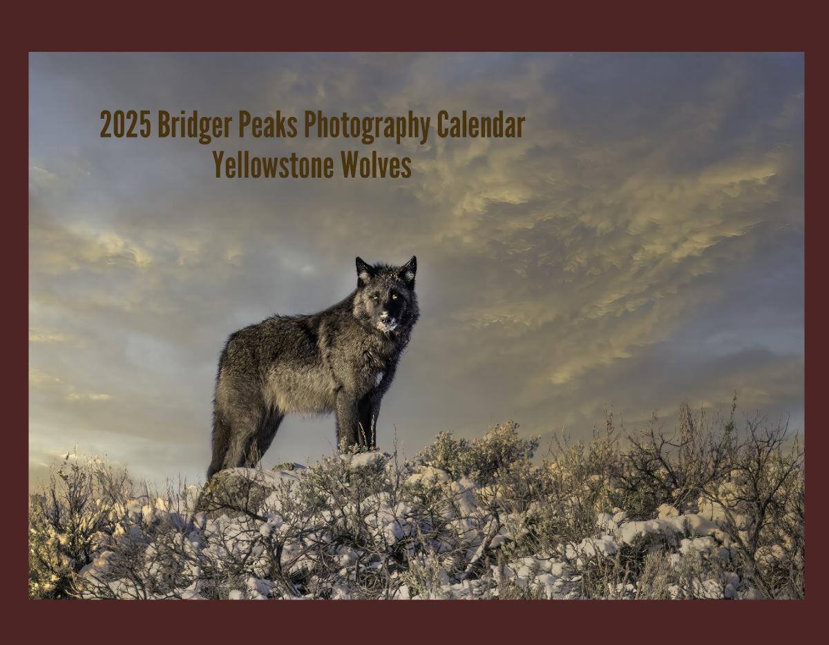 2024 Yellowstone Wolves Calendar