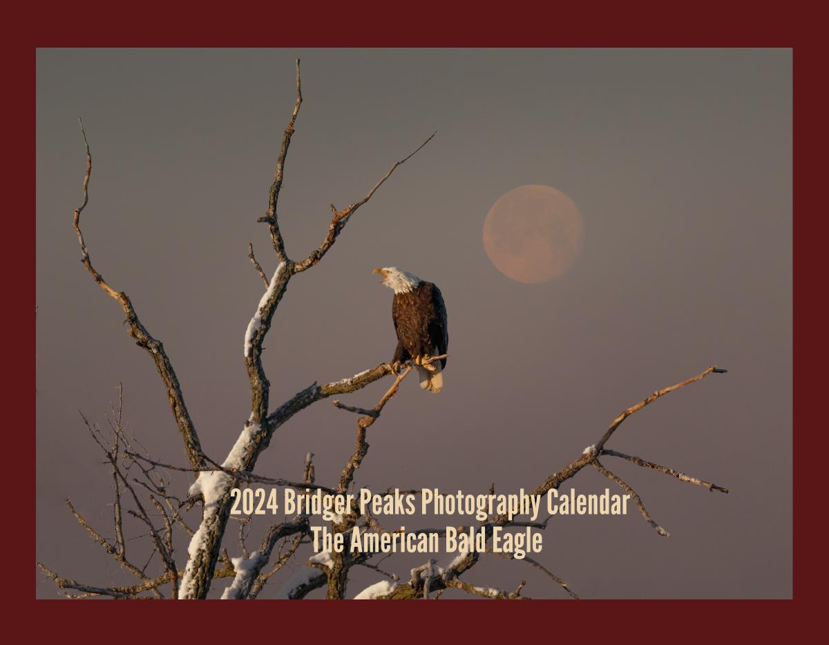 2024 American Bald Eagle Wall Calendar