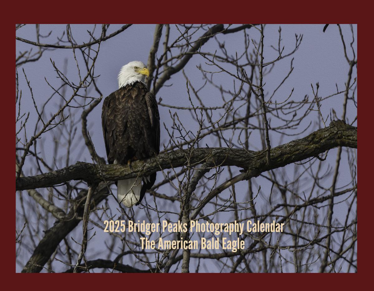 2024 American Bald Eagle Wall Calendar