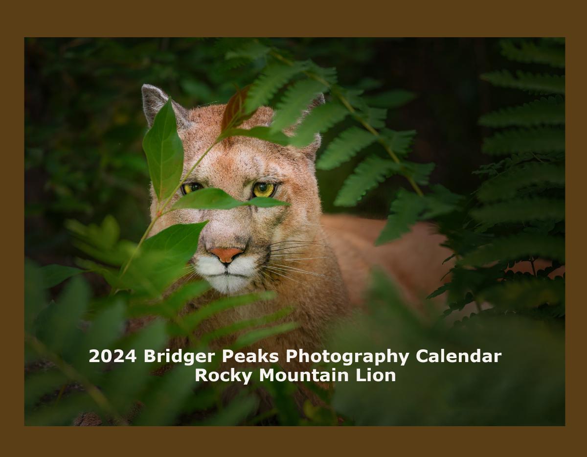 2024 Rocky Mountain Lion Wall Calendar