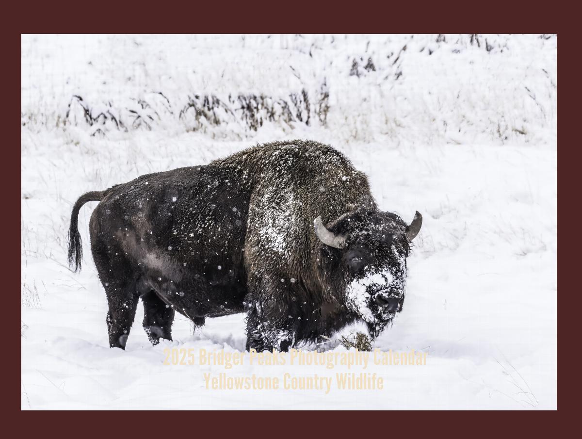 2022 Rocky Mountain Wildlife Wall Calendar | Create Photo Calendars