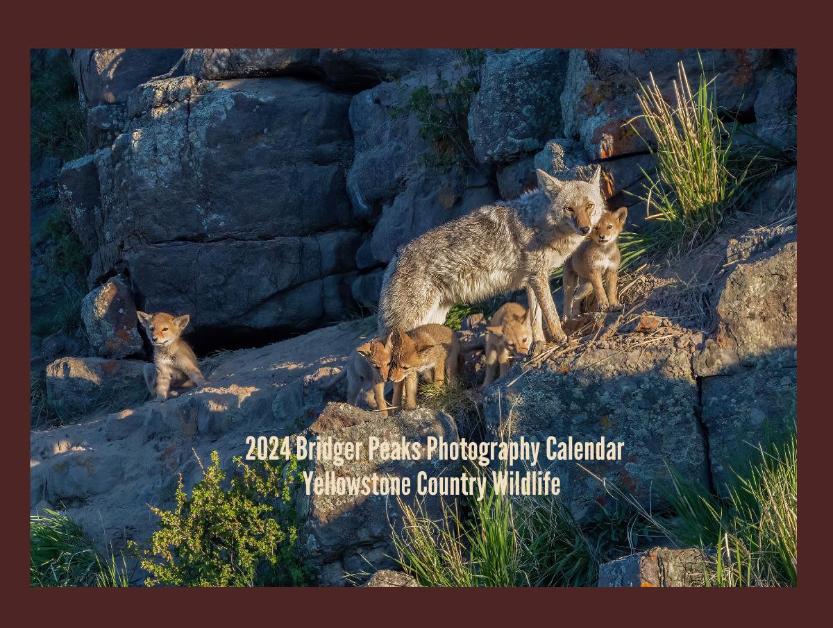 2024 Yellowstone Country Wildlife