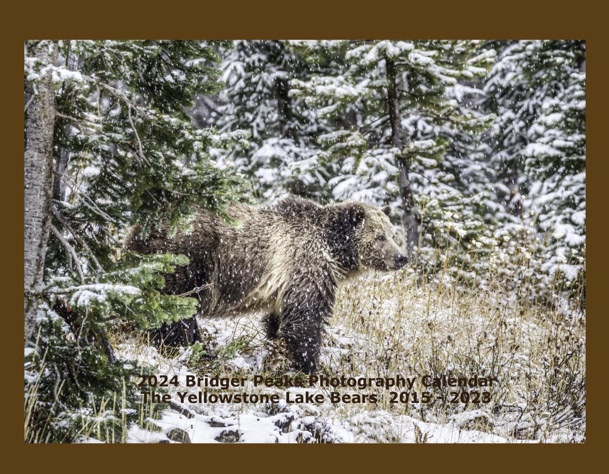 2024 Yellowstone Lake Bears 2015-2023