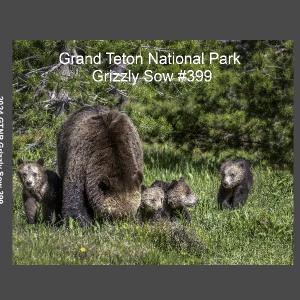 2024 GTNP Grizzly bear #399 and her cubs