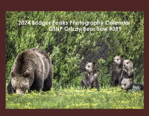 NEW ! Grizzly sow #399 and her Quad Cubs