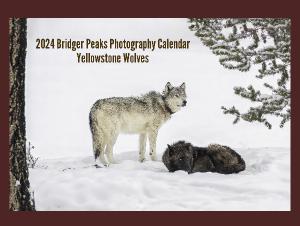 2024 Yellowstone Wolves Calendar