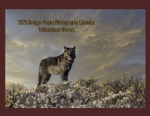 2024 Yellowstone Wolves Calendar