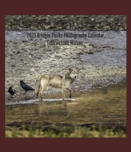 Yellowstone Wolves CD Case Calendar