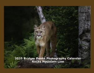 2024 Rocky Mountain Lion Wall Calendar