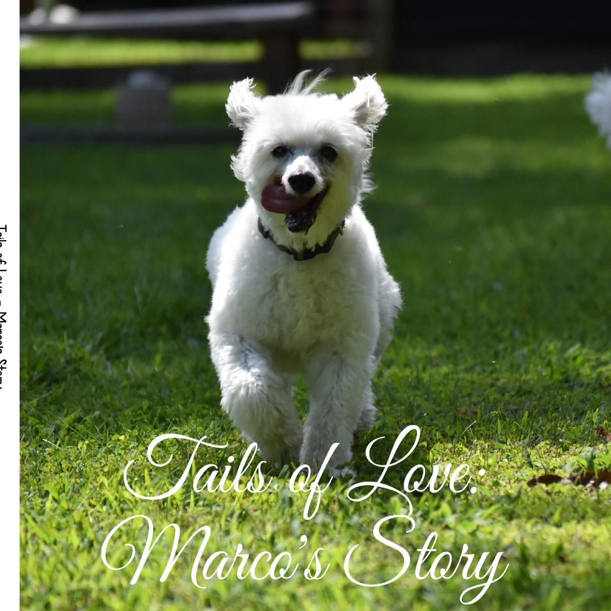 Tails of Love: Marco's Story