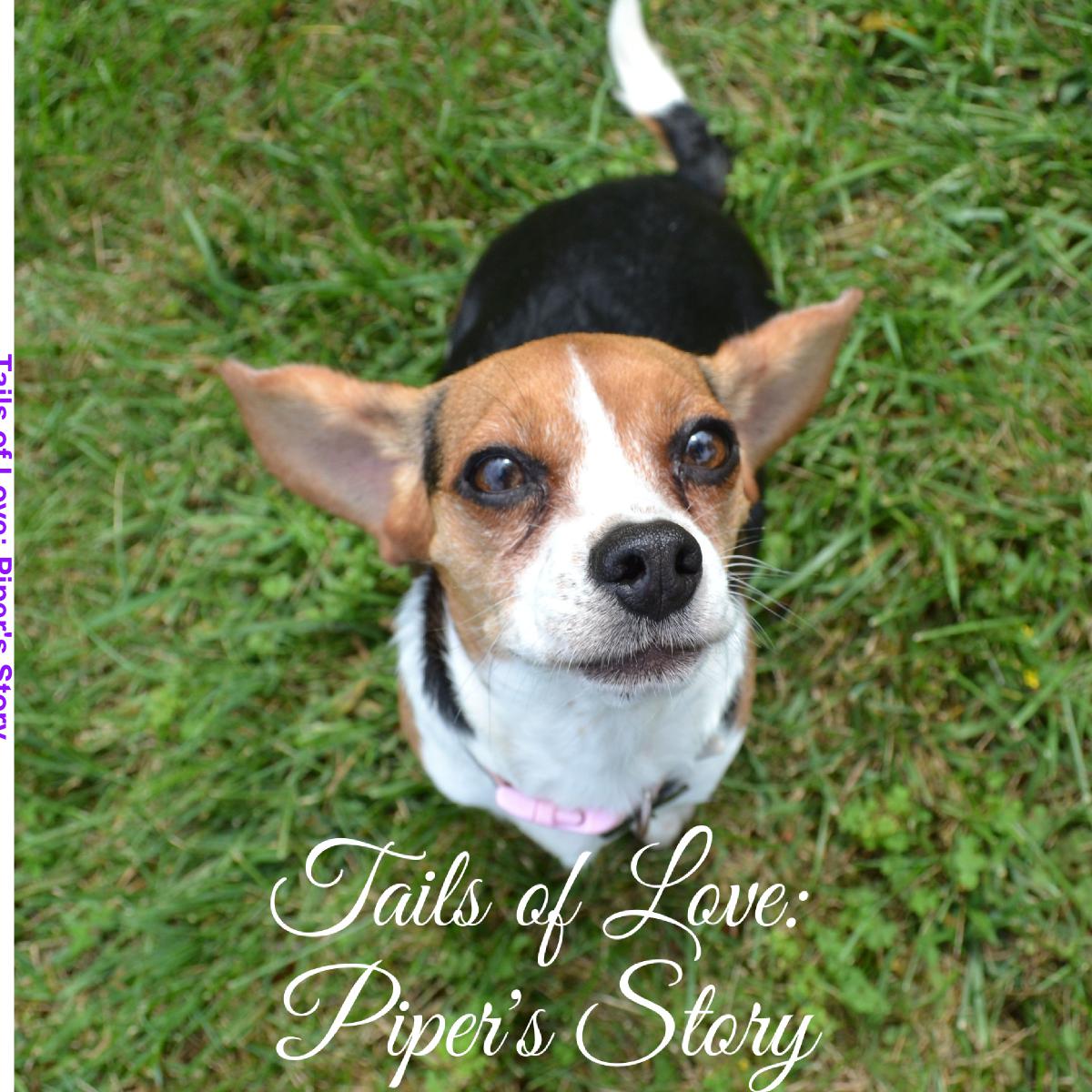 Tails Of Love - Piper's Story