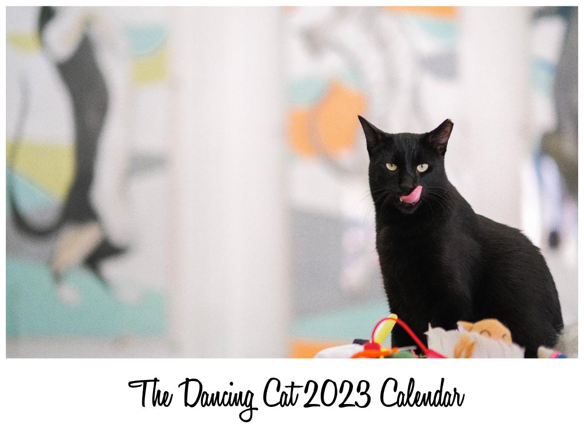 The Dancing Cat 2023 Calendar | Create Photo Calendars
