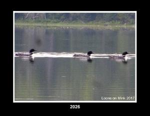 loons 2026 wall
