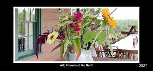 wild flowers of the north desk 2027