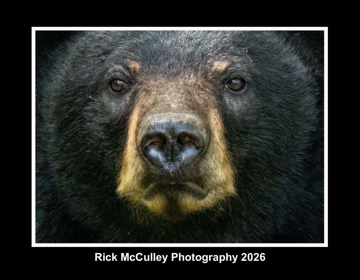 Bear, Buck's and Bull's 2026 calendar