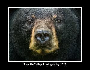 Bear, Buck's and Bull's 2026 calendar